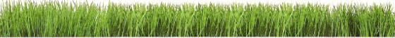 webassets/Grass.jpg