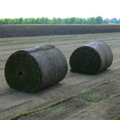 webassets/BigRoll.jpg